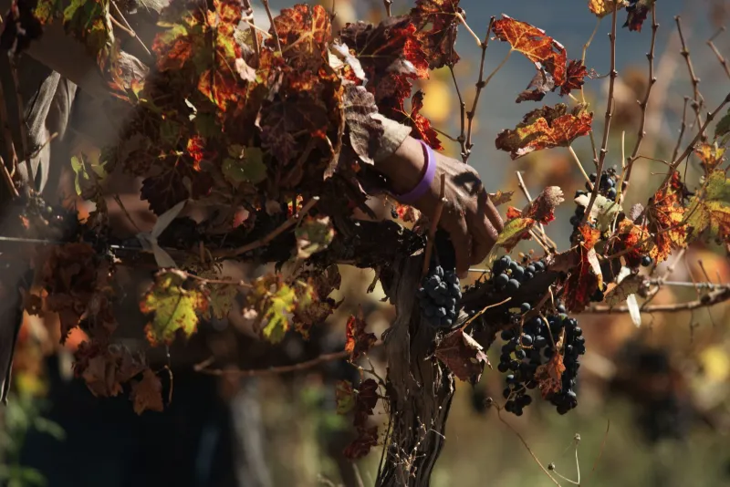 Ancient Grapes, Zero Hype: Romania's Wine Country Is Ready for Its Close-Up