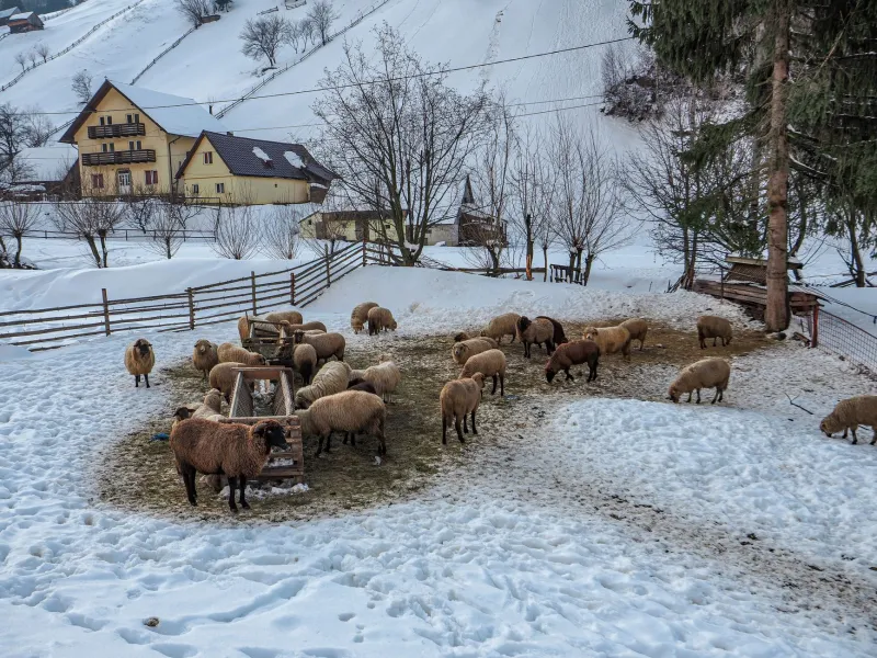 Before GPS and Weather Apps, Carpathian Shepherds Had Something Better