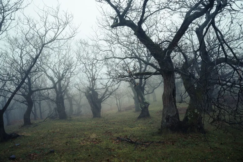 Romania's Most Haunted Forest Has Nothing to Do with Dracula — And That's What Makes It Terrifying