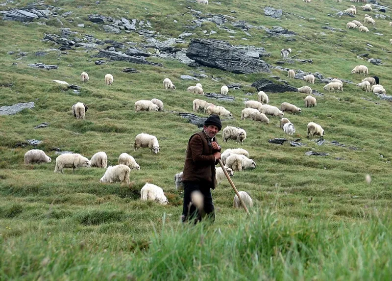 The Mountain Reads Back: How Romanian Shepherds Still Navigate Terrain That Breaks GPS